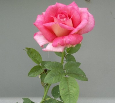 盆栽玫瑰精选品种，大花香浓粉红玫瑰，花大色艳超香