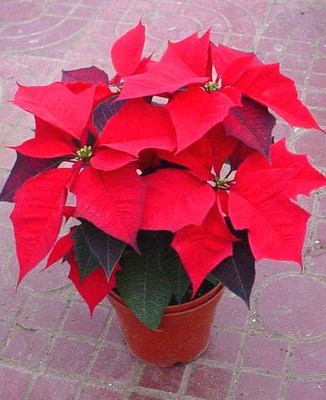 盆栽圣诞一品红 花中之最 一品红 又名万年红 植物 盆栽