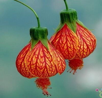 具有中国特色花 像红灯笼的纹瓣扶桑，风铃扶桑，灯笼花，苗细小