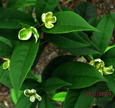 盆栽花卉植物  正宗珍稀绿桂花，花为淡绿色，清香奇特，两三年苗