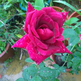 深红发黑的黑红玫瑰，浓香型，花香是普通玫瑰的几倍