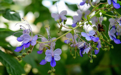 盆栽花卉 酷似群蝶飛舞  小株蓝蝴蝶带土袋苗，5厘米一两分枝小苗