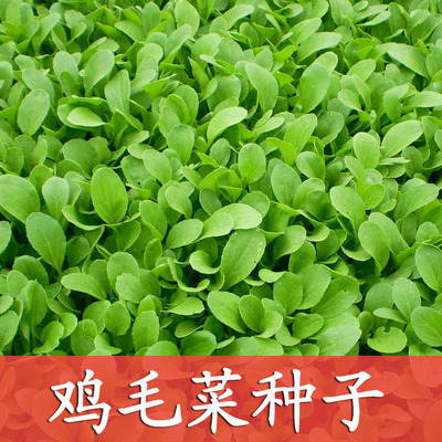 【鸡毛菜种子】 清江白小白菜菜种子 20天可收获 小棠菜 四季可播