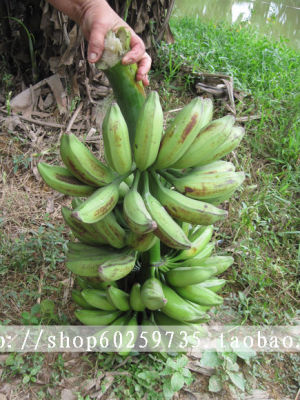 广西新鲜水果有机青芭蕉 芭蕉大蕉大牛蕉农家自种5斤包邮