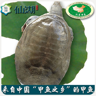 5.0斤 仙湖生态中华鳖 仿野外 汉寿甲鱼水鱼鲜活舌尖美味食品