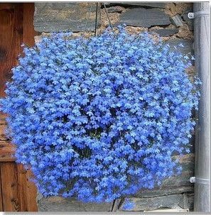 特价垂吊植物 盆栽花卉 蓝花亚麻种子 天蓝色小花 非常美丽40粒