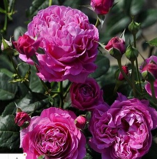 玫瑰花苗大花浓香为了你的家庭跟你回家 盆栽（浓香）月季花苗