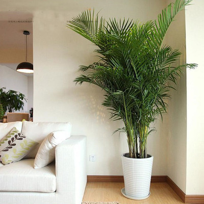 大型绿植盆栽散尾葵夏威夷椰子凤尾竹室内高档植物净化空气吸甲醛