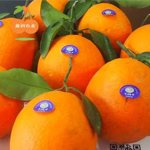 预售江西正宗赣南脐橙5斤试吃信丰农家橙子现摘新鲜水果多省包邮