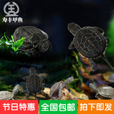 包邮情侣龟活体宠物龟外塘中华草龟50-100克一对原生态甲鱼健康