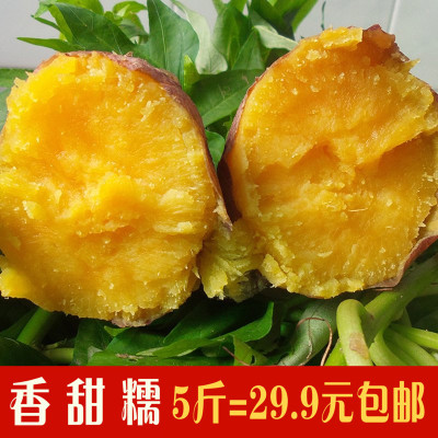广西农家自种鸡蛋黄心薯地瓜新鲜红薯小香薯番薯板栗薯5斤装包邮