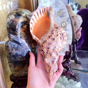 一个包邮天然海螺贝壳四大名螺凤尾螺大法螺家居摆件鱼缸装饰