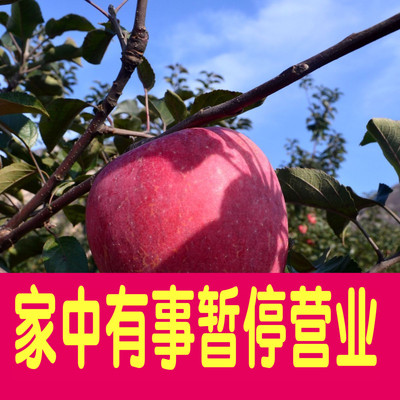 苹果水果新鲜现摘东北酸甜天然大果富硒寒富苹果非红富士5斤包邮
