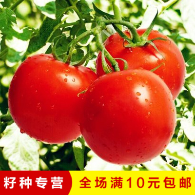番柿西红柿洋柿子中蔬5号 大果番茄高秧红色散装蔬果种子高产