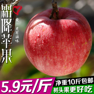 预售 清晨果园霜降苹果80#10斤吃的红富士山东烟台栖霞新鲜水果