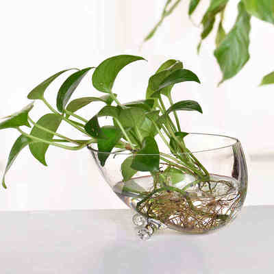 创意水培玻璃花瓶小鱼缸透明绿萝花插客厅餐厅现代简约水培摆件