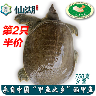 汉寿甲鱼 【3年仙湖公甲鱼】1.4-1.6斤生态甲鱼 鲜活水产鱼
