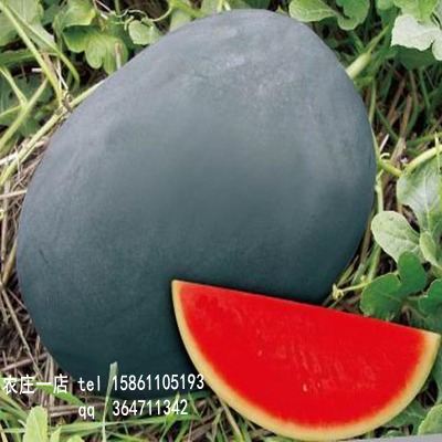 台湾黑美人西瓜种子 进口优质品种 皮薄肉厚 含糖度12% 高档水果
