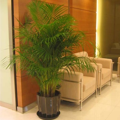 散尾葵室内 家居办公大型绿植盆栽 凤尾竹 观叶植物 甲醛净化空气