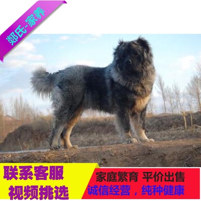 纯种赛级 双血统高加索犬 巨型犬熊版 高加索犬 幼犬 狗狗出售