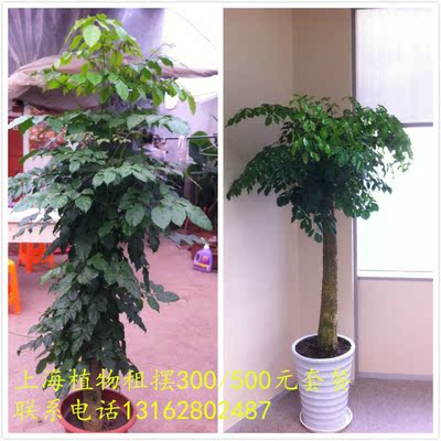 上海绿植物租赁 办公室摆花 免运费 植物租摆300元500元套餐
