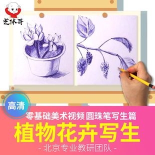 艺休哥植物花卉写生课程圆珠笔画素描速写在线视频央美名师研发