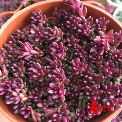 紫米粒 多肉植物 花卉绿植盆栽 超迷你 多肉拼盘组合素材