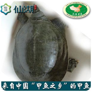 汉寿4.0斤仙湖生态甲鱼中华鳖 仿野外  水鱼 鲜活水产鱼 王八