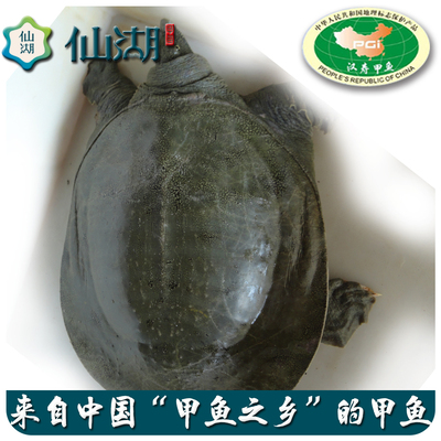 汉寿4.0斤仙湖生态甲鱼中华鳖 仿野外  水鱼 鲜活水产鱼 王八