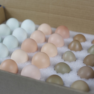 【全家福】农家散养土鸡蛋，绿壳蛋，鸽子蛋，野鸡蛋，草鸡蛋