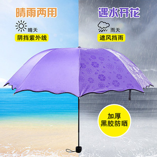 【集彩】晴雨伞创意遇水开花防晒黑胶伞防紫外线太阳伞遮阳折叠伞