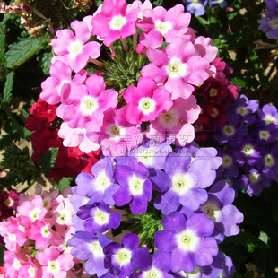 花仙子美女樱种子室内阳台多色花卉观赏种子30粒花籽植物盆栽种子