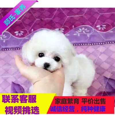 韩国纯种纯白色泰迪贵宾宠物狗狗活体茶杯幼犬出售