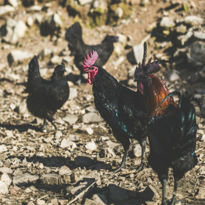千棕园五黑鸡自产直营农家散养五黑鸡不可多得的竹林散养乌鸡包邮