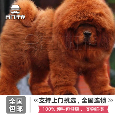 纯种活体藏獒犬幼犬出售 巨型犬红獒铁包金黑獒 大骨架宠物狗狗