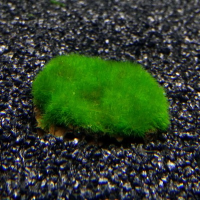 [千草堂水族-水草]绿藻球/绿球藻/3*3块/水中叶/地毯草坪必备