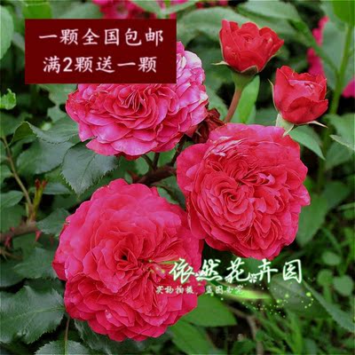 【青火苗木】欧洲月季欧月赛蔷薇盆栽藤本月季红色达芬奇花苗