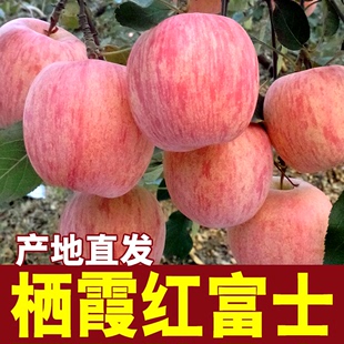 16年新苹果山东烟台栖霞苹果脆甜苹果 新鲜水果红富士现摘现发5斤