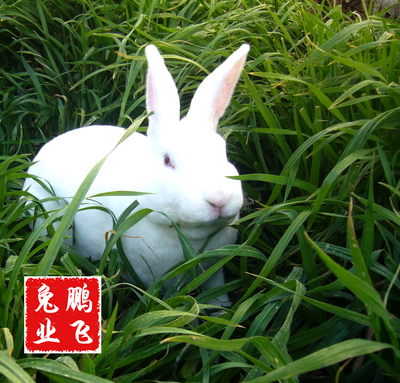 湖南常德肉兔商品兔  大量现货  支持常年合作 1000克