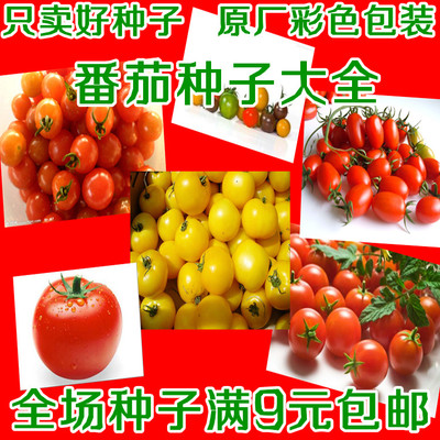 西红柿番茄种子樱桃番茄圣女果黑珍珠番茄阳台盆栽四季种蔬菜种子