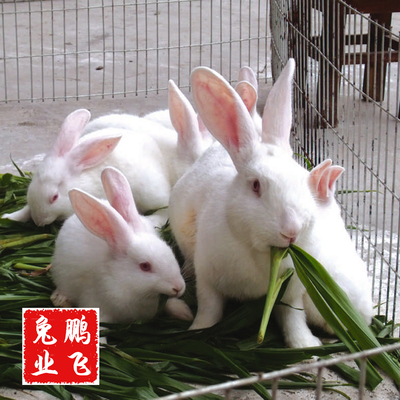 大量宠物兔 兔苗 小白兔