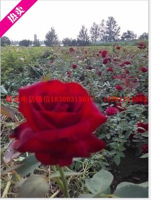 红玫瑰花苗-红色玫瑰花系列-卡罗拉 切花月季 盆栽地栽带花苞发货