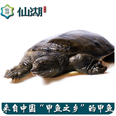 仙湖生态甲鱼1.3斤 汉寿 中华鳖  水产  放养水鱼  团鱼
