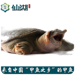 汉寿【仙湖慢长甲鱼鳖】0.9-1.1斤生态中华鳖甲鱼 鲜活 水产