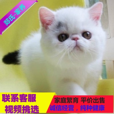 CFA纯种异国短毛猫 宠物猫活体加菲猫小猫 异短异长加菲猫 波斯猫