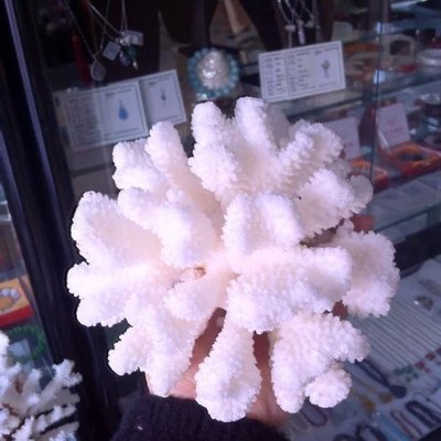 一个包邮天然白珊瑚摆件礁菜花家居装饰贝壳海螺海星鱼缸水族地台
