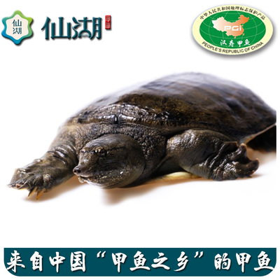 仙湖5年 3斤 生态汉寿甲鱼中华鳖活体水鱼鳖王八美食
