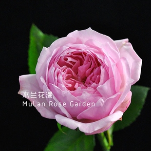 日本月季大花微月京Miyako 微型玫瑰 粉色淡香耐热 V9方盆