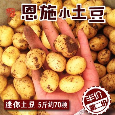 迷你小土豆5斤湖北恩施农家自种高山黄心洋芋马铃薯种子新鲜蔬菜