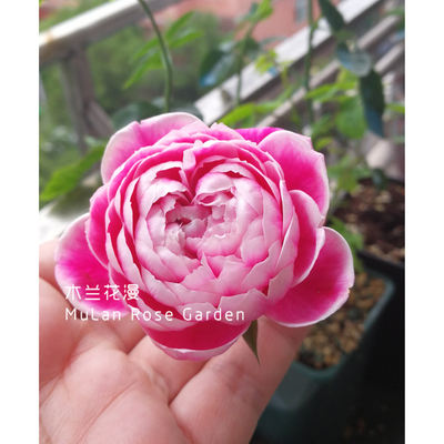 日本切花月季玛丽玫瑰Marie Rose 庭院灌木 紫色白边中香V9方盆